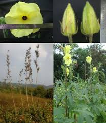 Image result for Abelmoschus