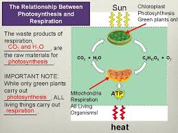Cellular respiration an overview pogil answer. What Are The Three Final Waste Products Of Cellular Respiration