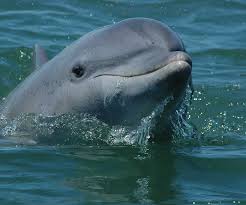 They are the most common members of the family delphinidae, the family of oceanic dolphins. Bottlenose Dolphin Conservation In Brazil Forschen Handeln Erhalten