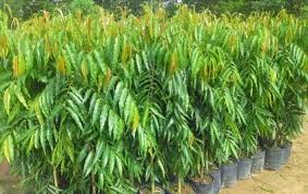 Ashoka tree is a famous medicinal plant that cures a sufficient number of disorders. Ashoka Tree Buy Ashoka Tree For Best Price At Inr 7 Piece Approx