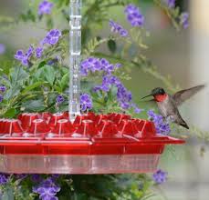 Plain white table sugar and tap water are perfectly acceptable, and when mixed in a 4:1 water to sugar ratio, very closely approximate the natural sucrose … How To Make Hummingbird Food Archives The Hummingbird Feeder