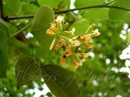 Image result for Dalbergia sissoo