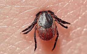 It actually provides quite a few uses. Blog What Dallas Residents Ought To Know About Ticks Lyme Disease