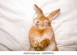 Image result for tbn:nuNU7FPK4A54yM::rvforsaleguide.com/images/bunny-resting-picture.jpg