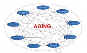 Image result for Body Composition Changes with Aging
