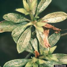 Repeat application every 10 days until control is obtained. Control Of Common Pests Of Landscape Plants Uga Cooperative Extension