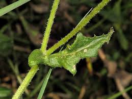 Image result for Crassocephalum picridifolium