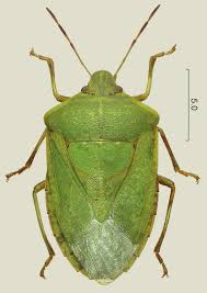 Nezara viridula (Linnaeus, 1758), female, habitus in dorsal view. Obr.... |  Download Scientific Diagram