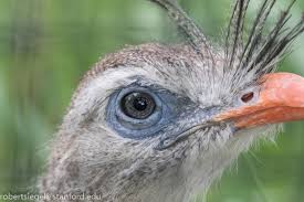 Image result for Sericorema