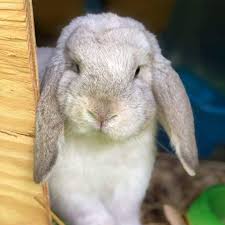 Breeding Rabbits In The Winter The Rascally Rabbit