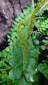 Image result for Anemiaceae