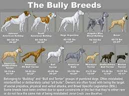 pin by marcus konneback on my passion bully breeds dogs pitbull terrier bully breeds