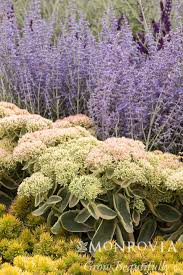 Image result for Perovskia atriplicifolia lacey blue lisslitt photo