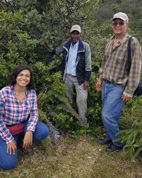 Image result for Cordia torrei