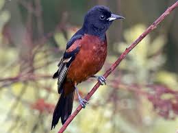 I of course said yes, but must admit i was a bit hesitant after seeing another improved version floating around. Bird Bio Baltimore Orchard Oriole The Wood Thrush Shop