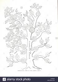 Family Tree Diagram Stock Photos Family Tree Diagram Stock