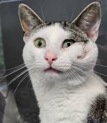 To say she's tiny Ozzie is giving Maisie a walloping 😻