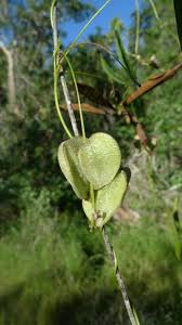 Image result for Dioscorea asteriscus