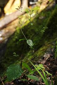 Image result for Adenostemma viscosum