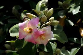 Image result for Lagunaria patersonia