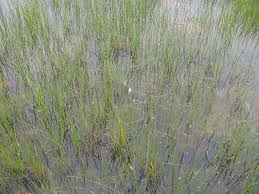 Image result for Eleocharis limosa