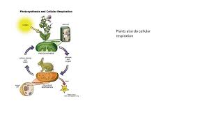 We did not find results for: Your Diagram Showing The Relationship Between Photosynthesis And Cellular Respiration Should Be Colored And Should Include The Organelles Involved In Ppt Download