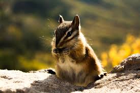 The Life Cycle Of A Chipmunk Sciencing