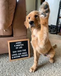 Puppy Letter Board Ideas Puppy Announcement Super Cute Puppies Cute Puppies Golden Retriever