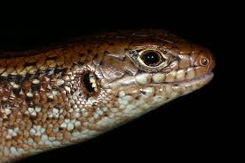 Species were previously placed in the genus egernia. Species Profile Environment Land And Water Queensland Government