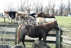 Cloverland entertainment is your ideal source for pony rides, petting zoo services and carriage rides in the new jersey area. See Baby Animals At Petting Zoos And Family Farms In Nj Mommypoppins Things To Do In New Jersey With Kids