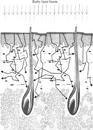 The root of the hair is made up of protein cells and. Review Of Human Hair Optical Properties In Possible Relation To Melanoma Development