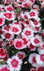 Likes full sun or partial shade. Dianthus Carnation
