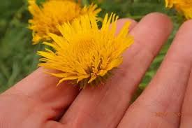 Image result for Berkheya setifera