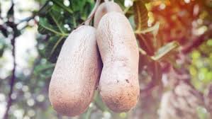 Image result for Glenniea africana