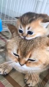 Cute Kitty And Mom Komik Hayvan Hayvan Mizahi Komik Hayvan Videolari