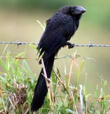 Image result for Arthropteris anniana