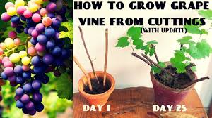 Image result for grapevine cuttings
