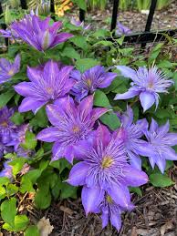 Image result for Clematis pulchra