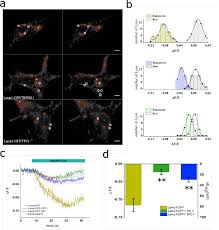 We did not find results for: Imaging The Electrical Activity Of Organelles In Living Cells Biorxiv