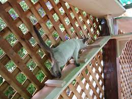 Pin By Rk On Pets Cats Cat Enclosure Cat Tunnel Cat Ramp
