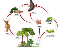 How To Draw A Food Web: 11 Steps (With Pictures) - Wikihow