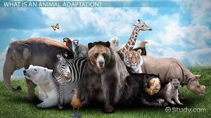 Animal adaptations worksheets are handy reference guides that can help teachers and students in the classrooms. Animal Adaptations Lesson For Kids Video Lesson Transcript Study Com