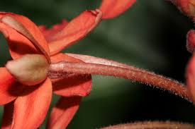 Image result for Ruspolia seticalyx