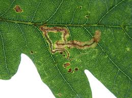 Image result for Stigmella roborella