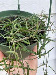 Image result for Ceropegia gracilior