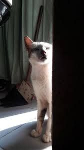 Hayoo ngaku aja deh… kumpulan wallpaper whatsapp hd keren. Wongpruwatan Wongpruwatan Profil Pinterest