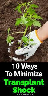 Dead, dying, or dangerous trees. Helping Trees Recover From Transplant Shock Tree Services Long Island Ny