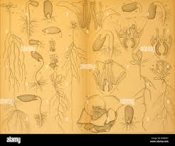 Image result for Wahlenbergia collomioides