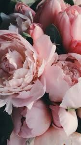 Jun 16, 2020 · this peony variety looks like a frosty scoop of raspberry sherbet floating in a mug of peach soda. Flower Blumen Wallpaper Beautiful Flowers Peonies Garden Flower Aesthetic