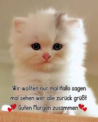 Ich kann nur immer wieder sagen wie süß diese Kätzchen sind